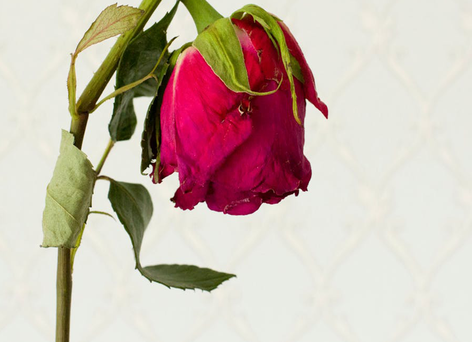 A wilted red rose on a stem