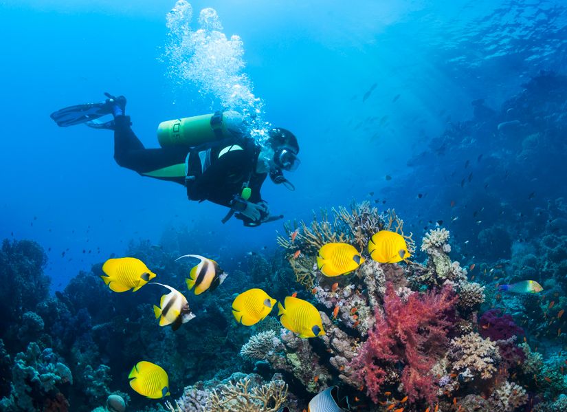 Diver swimming towards a coral reef with a camera surrounded by yellow fishes