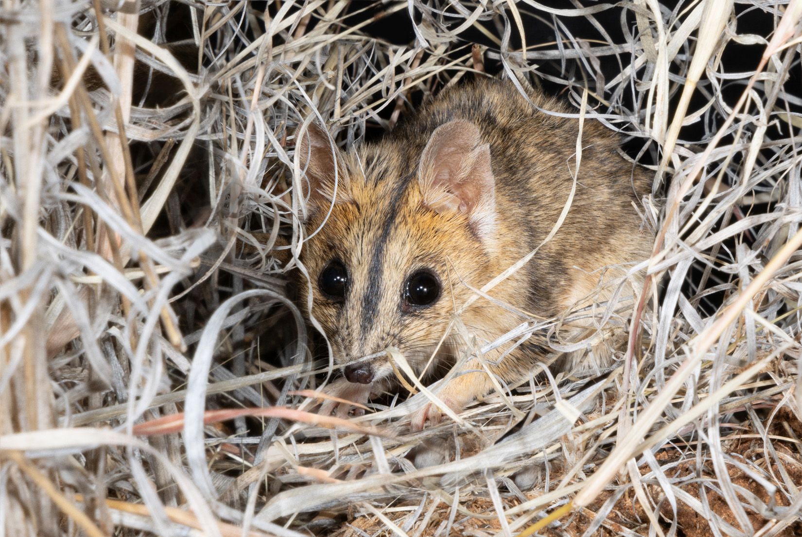 Julia Creek Dunnart