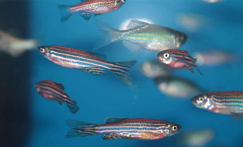 Zebrafish