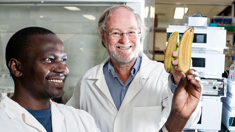 Qut Institute For Future Environments Qut Develops Golden Bananas